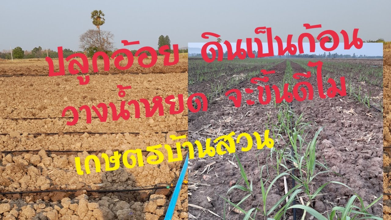 ปลูกอ้อยดินเป็นก้อน วางน้ำหยดจะขึ้นดีไม # เกษตรบ้านสวน
