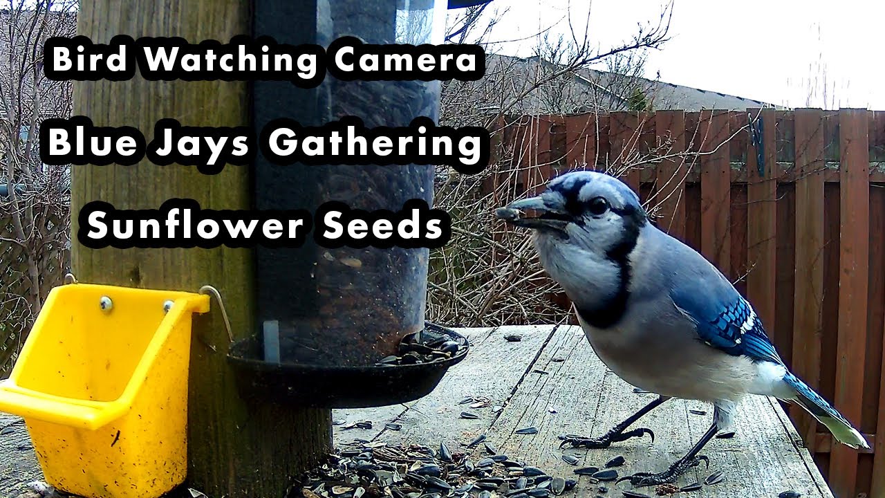 Blue Jays Gathering Sunflower Seeds From The Feeder - Bird Watching Camera