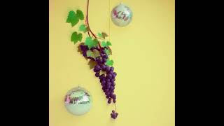 Oi Oi Auckland Djp Tux Bb8T