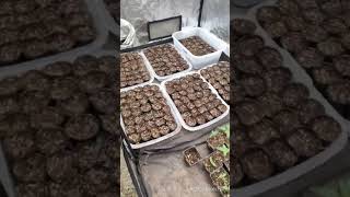 REGISTRO GENETICA PROYECTO GRAN ESCALA