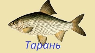 Русская Рыбалка 3.99 Тарань на Чагане