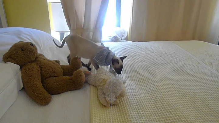 Video 1411481: siamese kitten playing, singapura kitten, kitty
