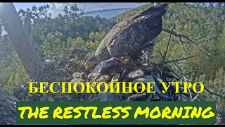 Беспокойное утро🤦🐬A restless morning🌲Камычи•10.05.2024