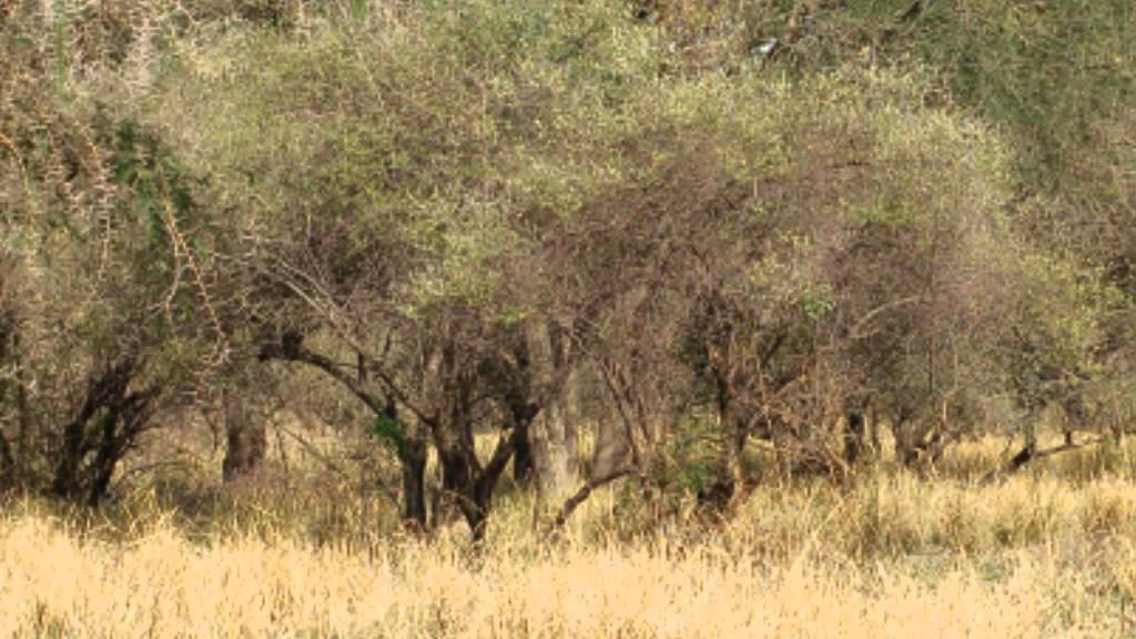 Goro (Hunting) - Masalit