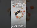 it was kinda yum.. #roblox #sushi #meme #rareaesthetic #viral #blowup #fypシ #fypシ゚viral #plsdontflop