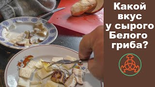 Какой вкус у сырого Белого гриба!