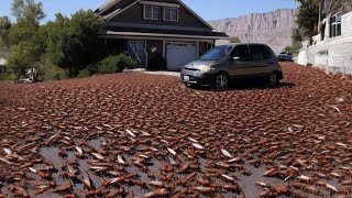 Biblical Plague: Millions of Mormon crickets invade Nevada