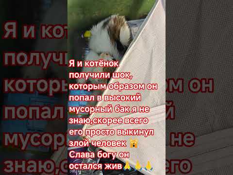Спасла котёнка от смерти.5 утра,вышла на ходьбу,услышала писк,мне понадобилось полчаса,чтобы спасти.
