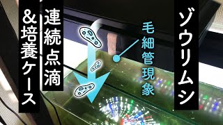 【メダカ】ゾウリムシ24時間連続点滴＆培養ケース