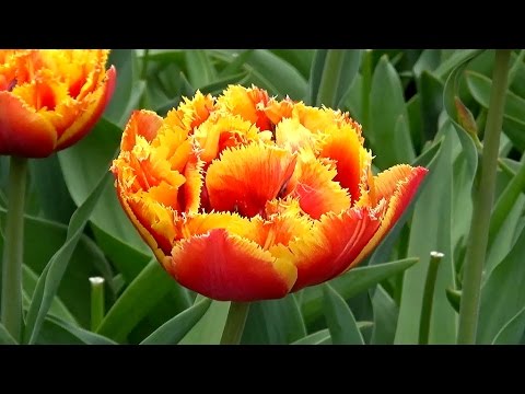 Tulip 'Gold Dust' - FarmerGracy.co.uk - YouTube