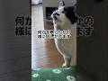 慌ただしく動く大好きなお兄ちゃんから目を離さない猫#shorts#ねこ