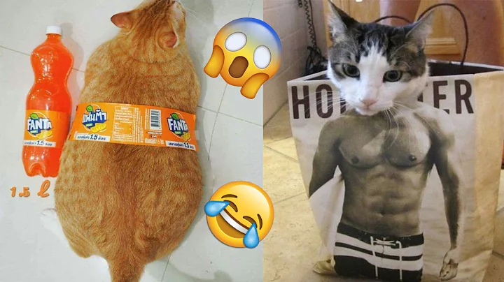 Video 11524841: funniest cats compilation, funny cat compilation funniest