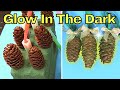 How To Make GLOW in the DARK Pine Cones