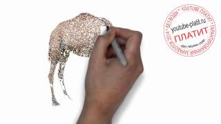 Нарисованные карандашом животные Как нарисовать карандашом верблюда Нарисованные карандашом животные Как нарисовать карандашом верблюда