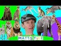 Wild Animals | Matt's Tube #1 | Learning Wild and Zoo Animals for Kids