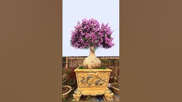 có Đôi cây Bằng lăng Tím  trong Tương  lại. độc lạ nhất Việt Nam