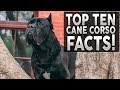 TOP 10 CANE CORSO FACTS! Why They're The Best Breed On The Planet!