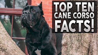 TOP 10 CANE CORSO FACTS! Why They're The Best Breed On The Planet!