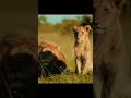 Sub Rongai Aprendiendo A Como Ser Un Rey Oloimina Y Sub Lion Leão Short Africa Safari Leon Nature Sub Rongai Aprendiendo A Como Ser Un Rey Oloimina Y Sub Lion Leão Short Africa Safari Leon Nature