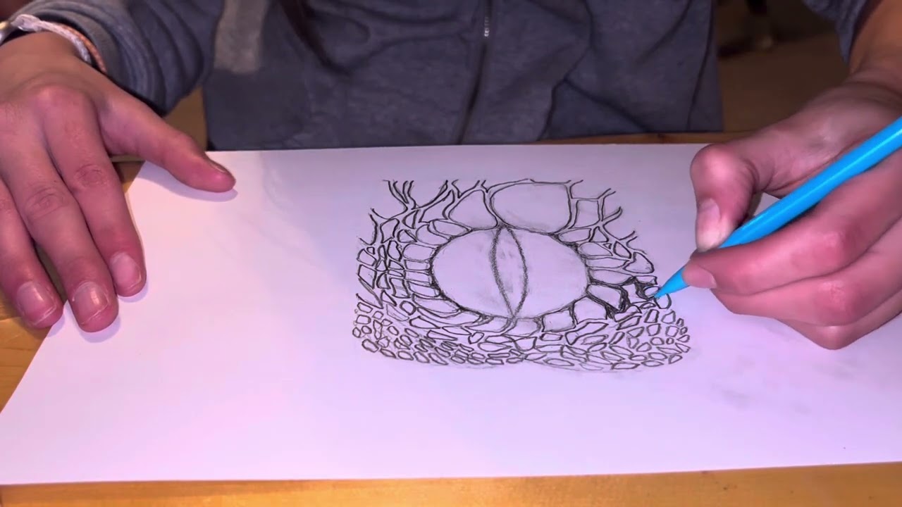 Animal Eye Graphite ￼