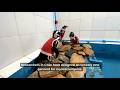 Tiny copper vests save penguins
