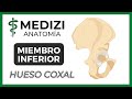 Anatomía de Miembro Inferior (MMII) - Huesos de la Cadera (Coxal) [NUEVA VERSIÓN]