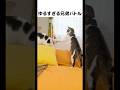 ゆるゆる猫パンチが微笑ましい🤭💕 #元野良猫のささみとホルン #cat #ねこ