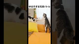ゆるゆる猫パンチが微笑ましい🤭💕 #元野良猫のささみとホルン #cat #ねこ