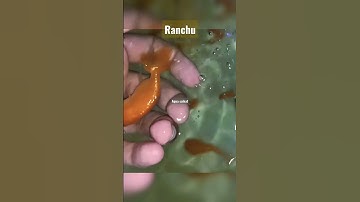 new ranchu goldfish baby #shorts #bollywoodsongs #fish #fishtank #ranchu_goldfish