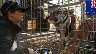 Tygrys zagryzł opiekuna w zoo w Nowej Zelandii