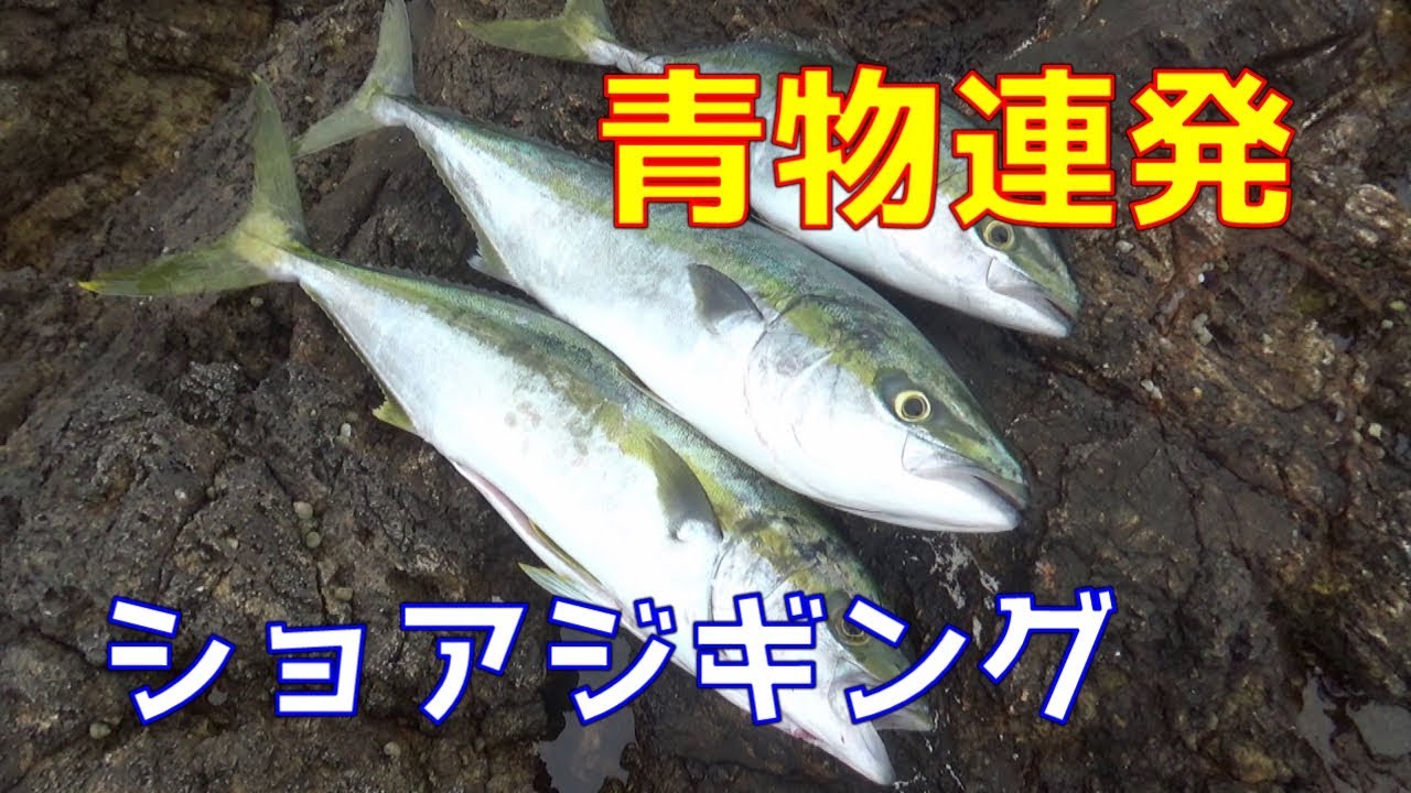 釣果報告 新元号1発目 ショアジギングで春の青物を狙う 山陰青物 釣果報告 新元号1発目 ショアジギングで春の青物を狙う 山陰青物