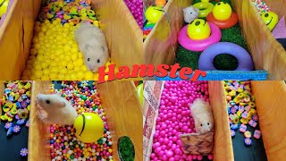 Hamster Escape | Cute Hamster in Maze | Hamster Maze #hamsterescape