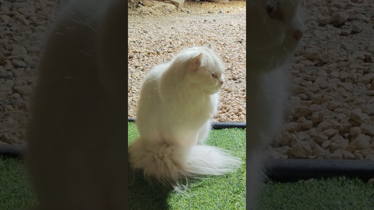 Angry mood #lifeisbutadream #travel #catbreed #foryou #shorts