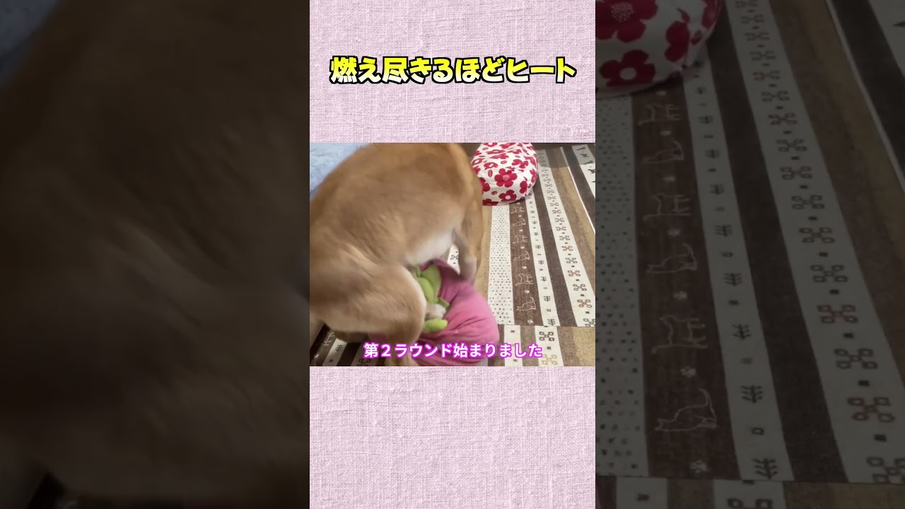 燃え尽きるほどヒート #神戸 #shiba #shibainu #柴犬