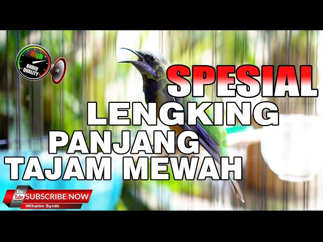 CUCAK CUNGKOK SPEIAL VERSI LENGKING PANJANG BAJING CLURING JERNIH UNTUK MASTERAN MURAI CUCAK IJO class=