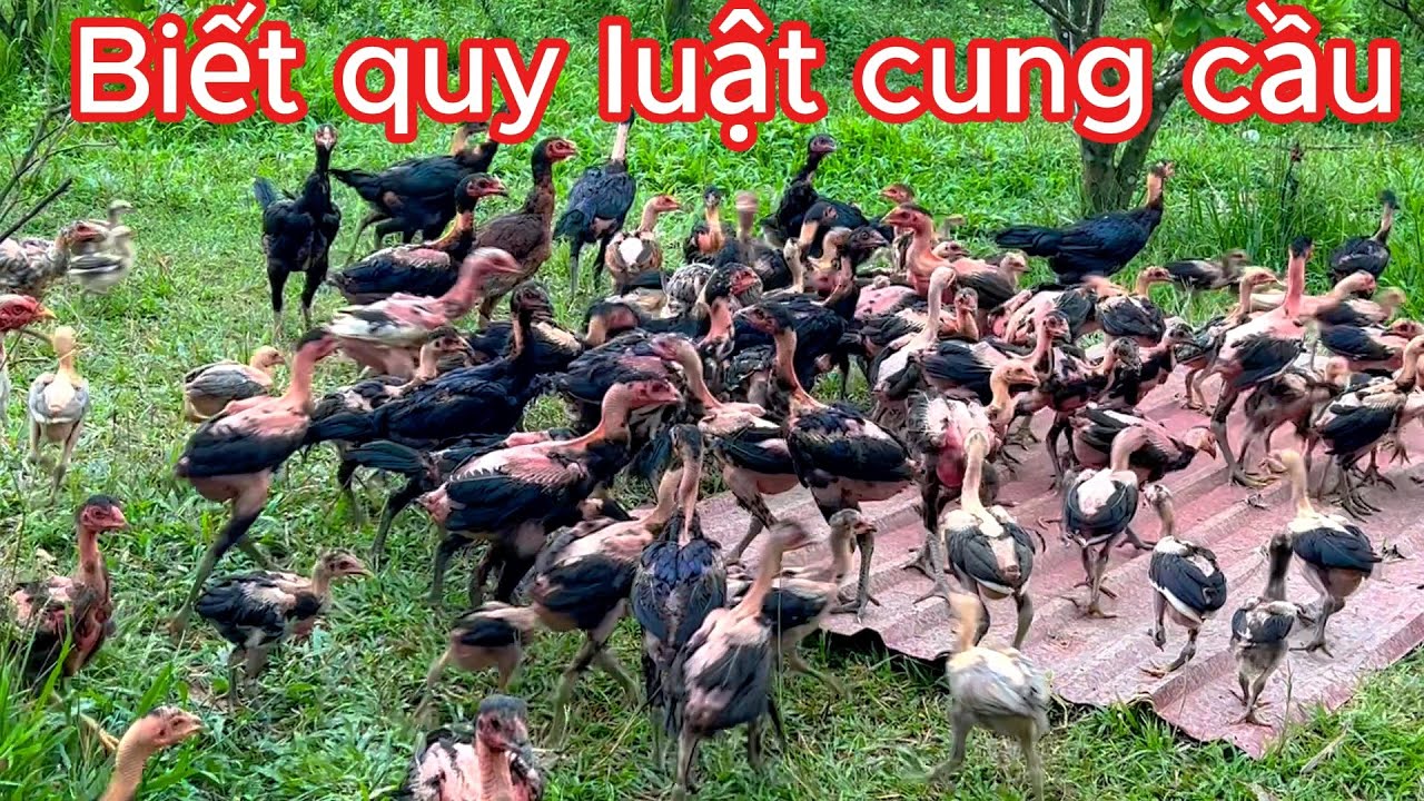 Nuôi Gà làm giàu phải biết quy luật cung cầu  | Nguyễn Viết Hòa