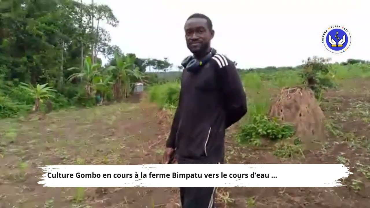 Culture du gombo à la ferme Bimpatu | Production locale à Linzolo