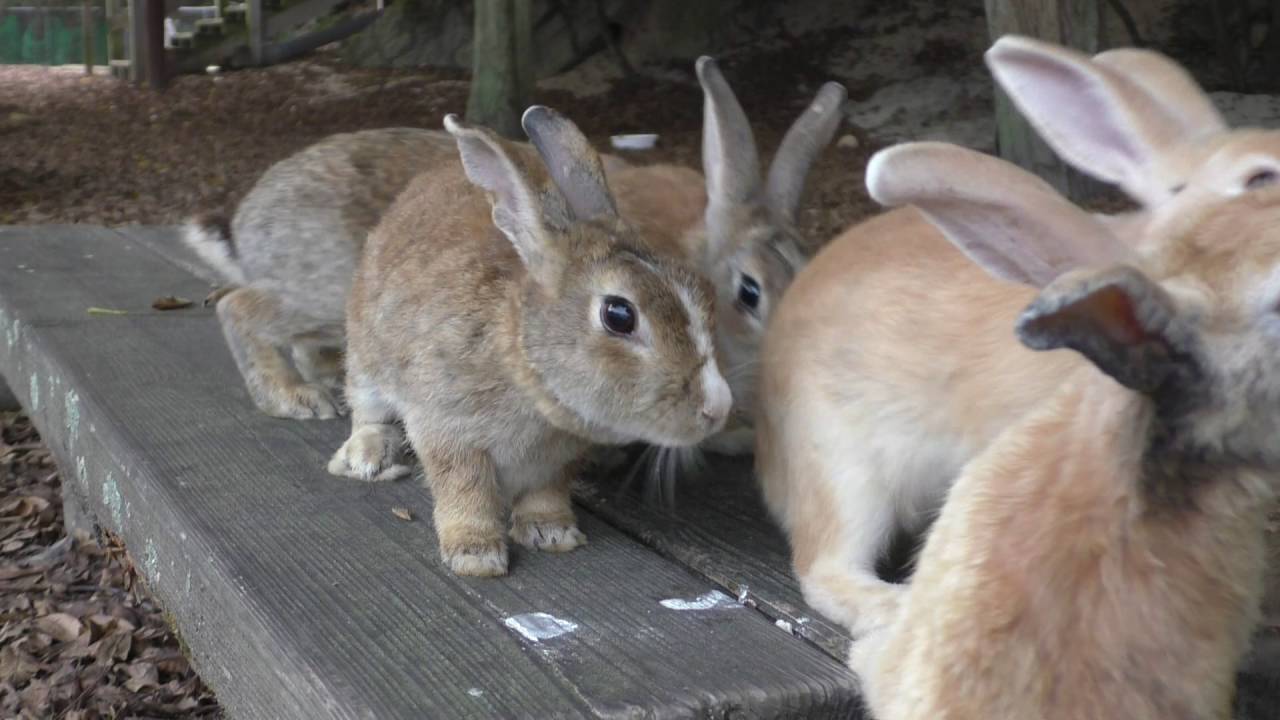 E160806B 大久野島 【RabbitIsland】 夏休みのうさぎ島④ - YouTube