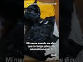 Mi mama cuando me dice que no tenga gato a pero ella en corto #fyp #short #viral #music