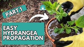 Part 1: How to Propagate Hydrangea | Beginner's Guide to Propagating Hydrangeas