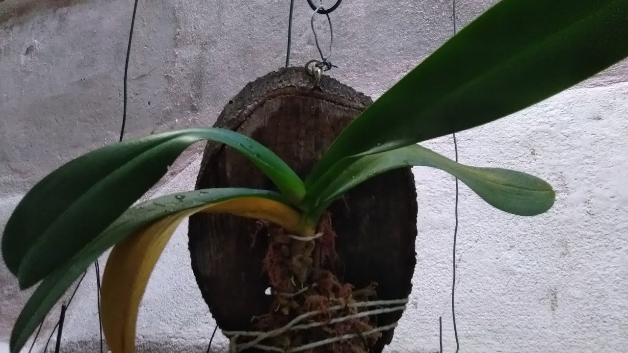 Plantando orquídea phalaenopsis na bolacha de madeira!