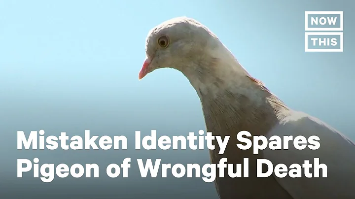 Joe the Pigeon Causes Controversy in Australia for...