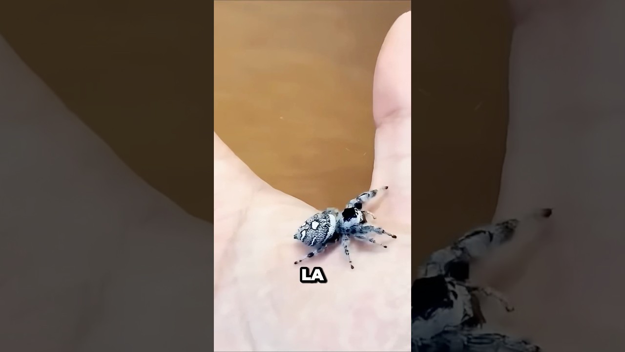 ¡Nunca lo mates  🤯 !?!