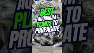 Aquarium Plants | Plants to Put in Your Fish Tank for Propagation