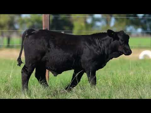 BAM LOTE 38   TAT 4854 M Brangus