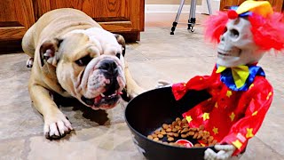 PRANKING my CUTE BULLDOG with JUMPING HALLOWEEN CANDY BOWL! by LOLA The Bulldog 70,754 views 2 years ago 3 minutes, 52 seconds