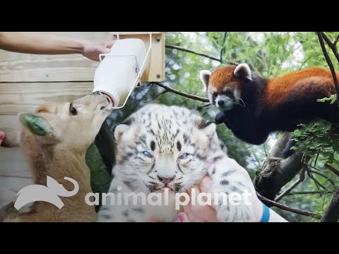 Video: ¿Se cuida bien a los animales en los zoológicos?