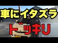 車にイタズラドッキリしてみた結果が・・・