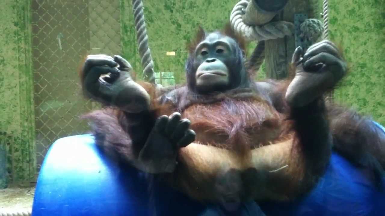  FUNNY  baby orangutan  YouTube