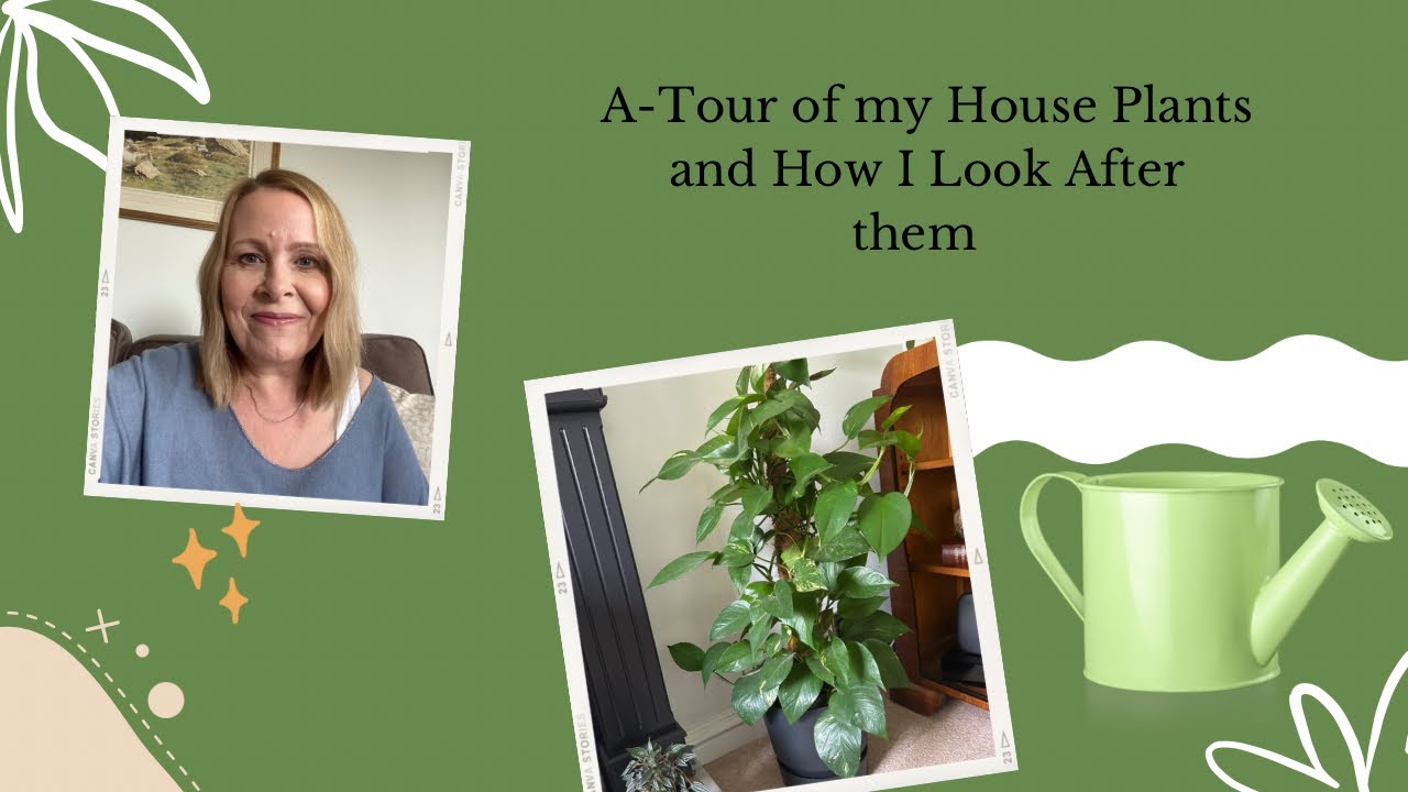 A Tour of My House Plants and How I look after Them